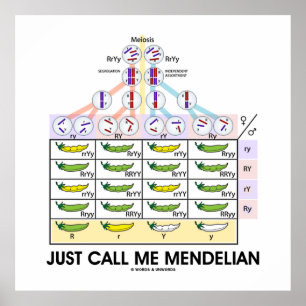 Poster Appelez-Moi Mendelian (Carré de Punnett)