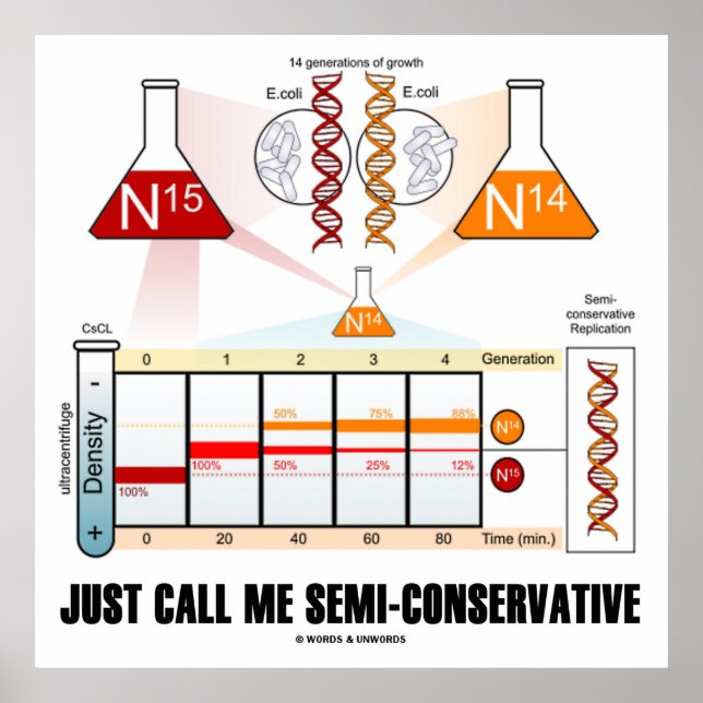 Poster Appelez-Moi Semi-Conservateur (Réplication De L'AD (Devant)