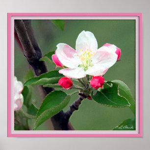 Poster Apple Blossom ; Aquarelle impressionniste