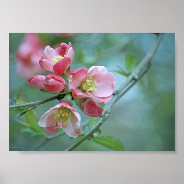 Poster Apple Blossom #P0356 (Devant)