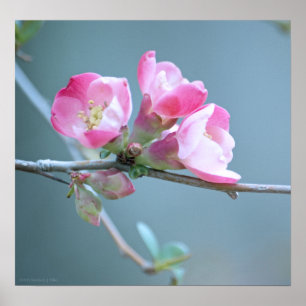 Poster Apple Blossom #P0358
