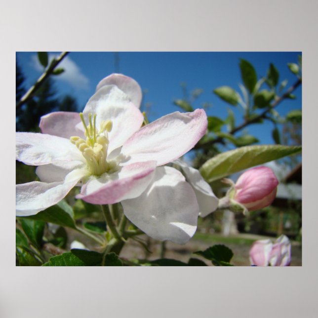 Poster APPLE BLOSSOMS Fleurs Imprimantes d'art encadrées (Devant)