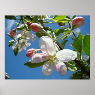 Poster APPLE BLOSSOMS PRINTEMPS Fleurs Imprimantes d'art