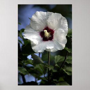 Poster Apple fleurissent