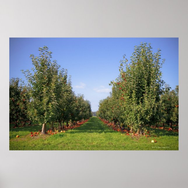 Poster Apple Orchard (Devant)