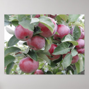 Poster apples
