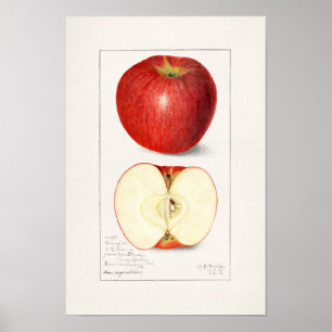 Poster Apples 1908 by Amanda Almira Newton
