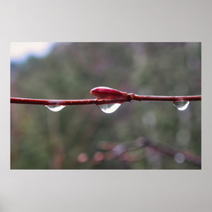 Poster Après la pluie