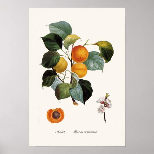 Poster Apricot (Devant)