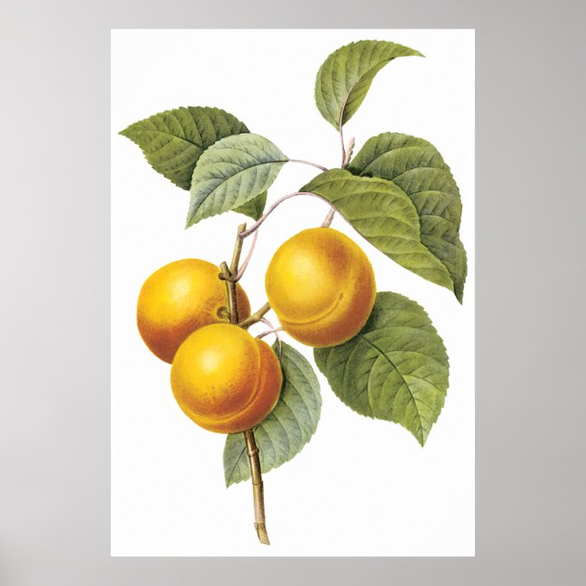 Poster Apricot Peach (Devant)