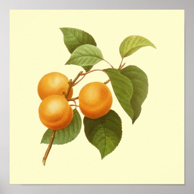 Poster Apricots orange vintage (Devant)