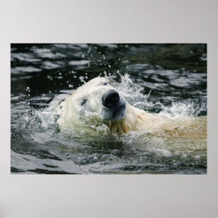 Poster Aqua Aura de l'ours polaire