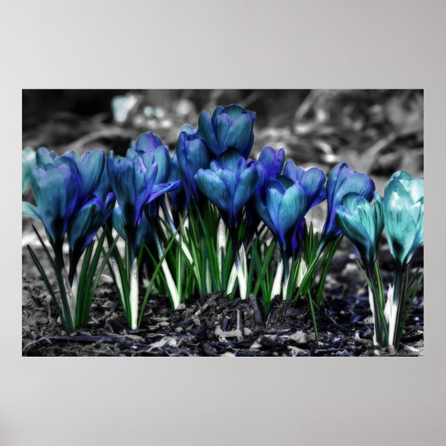 Poster Aqua Blue Crocus Blooms (Devant)