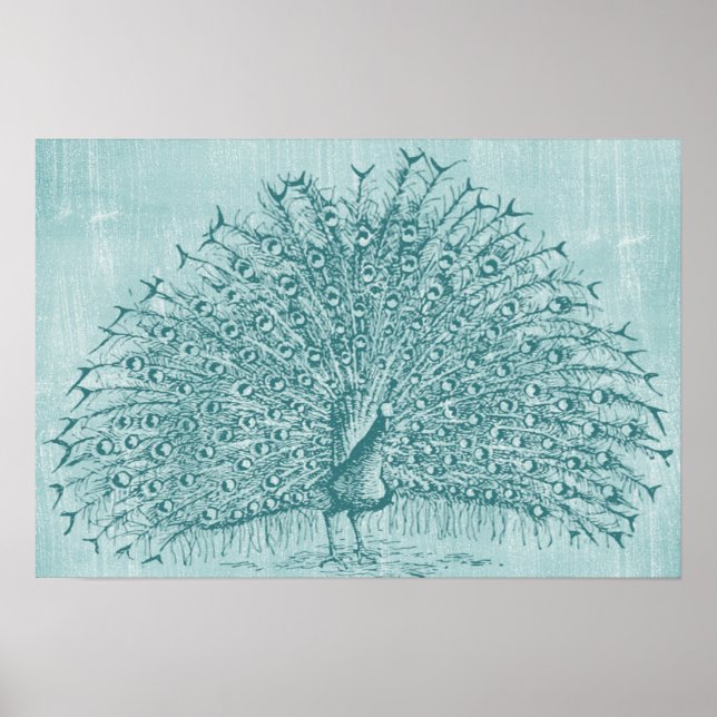 Poster Aqua Peacock (Devant)