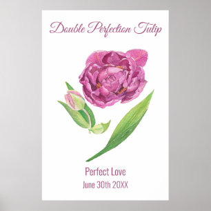 Poster Aquarelle à double perfection tulipe rose magenta