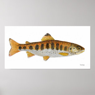 Poster Aquarelle Amago