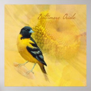 Poster Aquarelle Baltimore Oriole