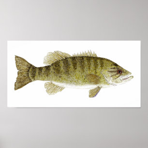 Poster Aquarelle basse petite bouche
