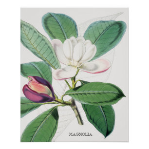 Poster Aquarelle Botanique Blanc Magnolia & Feuilles vert