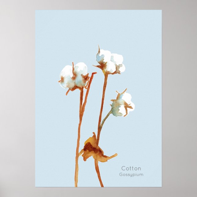Poster Aquarelle botanique Plante de coton (Devant)