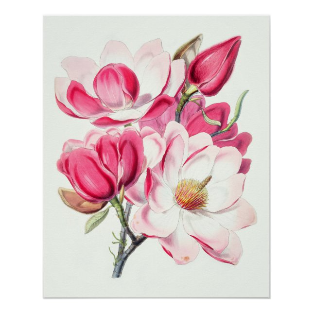 Poster Aquarelle Botanique Rose Magnolia Fleurs (Devant)
