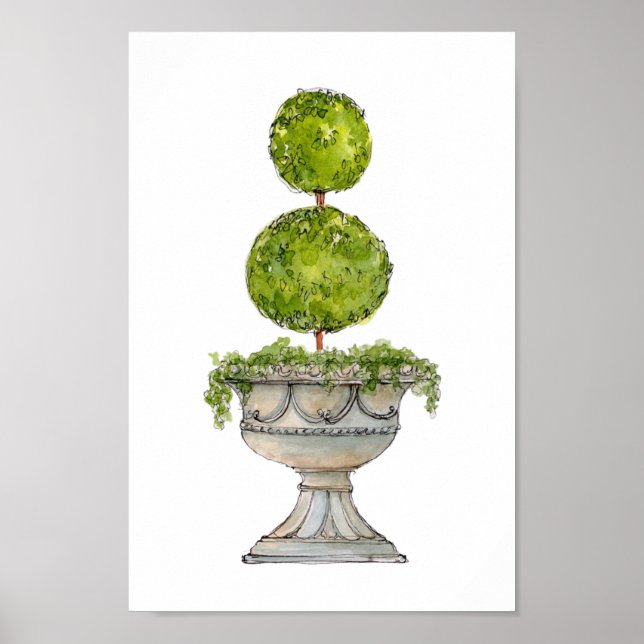 Poster Aquarelle Boxwood topiaire en urn antique (Devant)