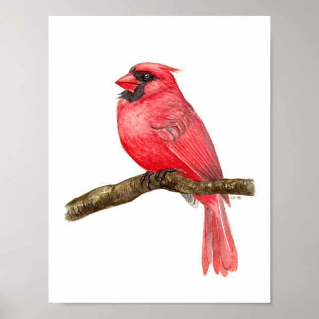 Poster Aquarelle cardinale (Devant)