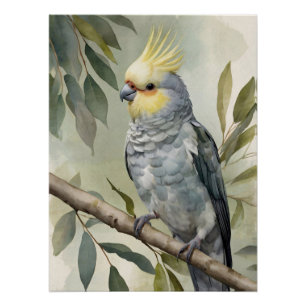 Poster Aquarelle Cockatiel Eucalyptus Tree