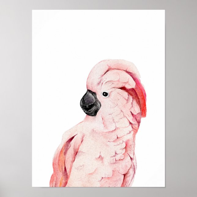 Poster Aquarelle Cockatoo rose Moluccan (Devant)