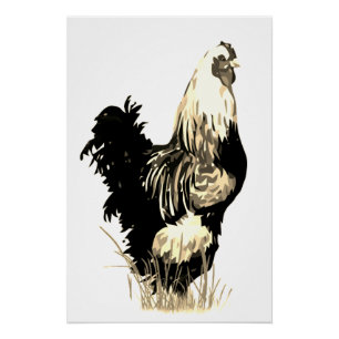 Poster Aquarelle Coq Blanc Noir Poulet Ferme Oiseau