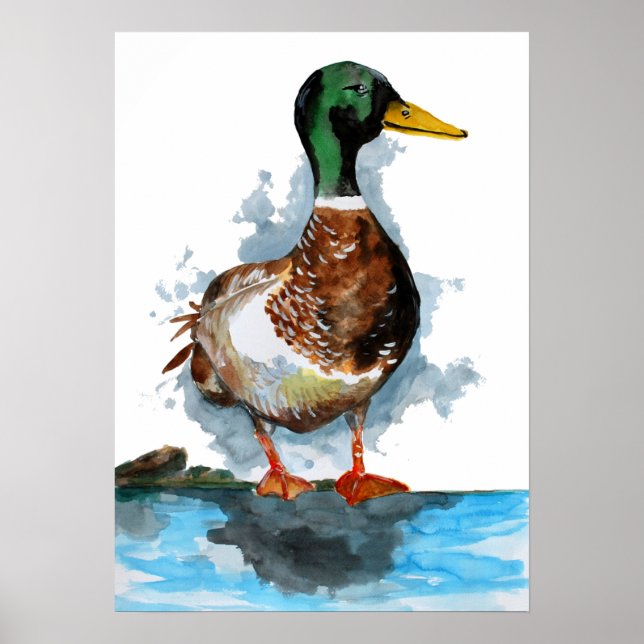 Poster Aquarelle de canard de Mallard (Devant)