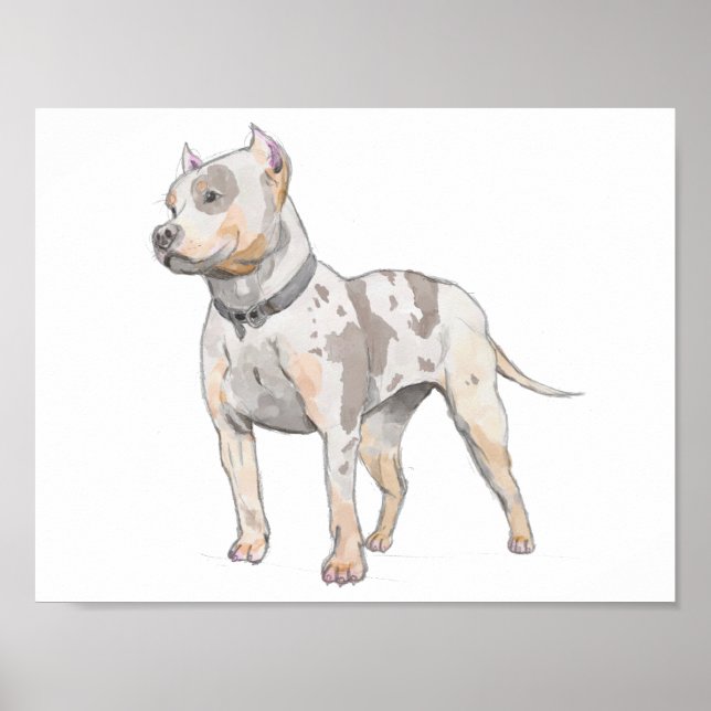 Poster Aquarelle de chien taureau blanc Sketch (Devant)
