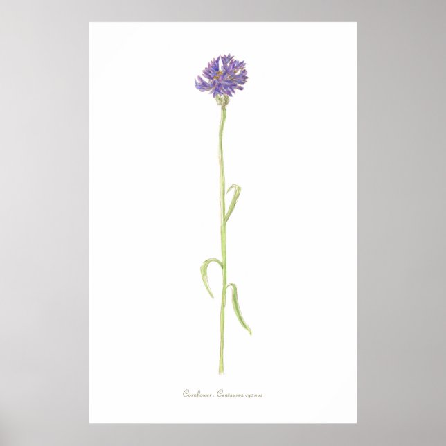 Poster Aquarelle de Cornflower (Devant)