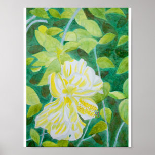Poster Aquarelle de fleur d'hibiscus blanc double