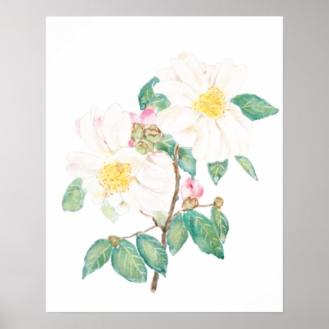 Poster aquarelle de fleurs de camélia blanc (Devant)