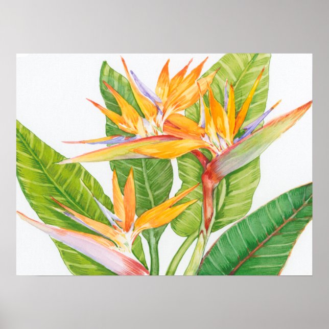Poster Aquarelle de fleurs exotiques (Devant)