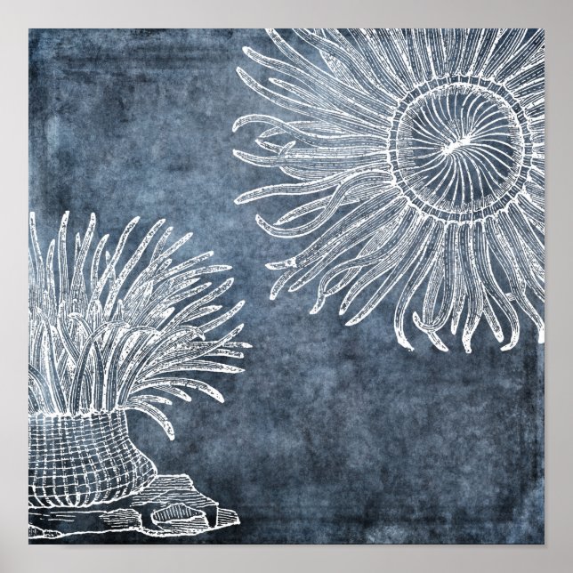 Poster Aquarelle de l'anémone de mer Twilight bleu océan  (Devant)