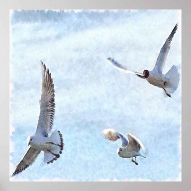 Poster Aquarelle de trois mouettes (Devant)