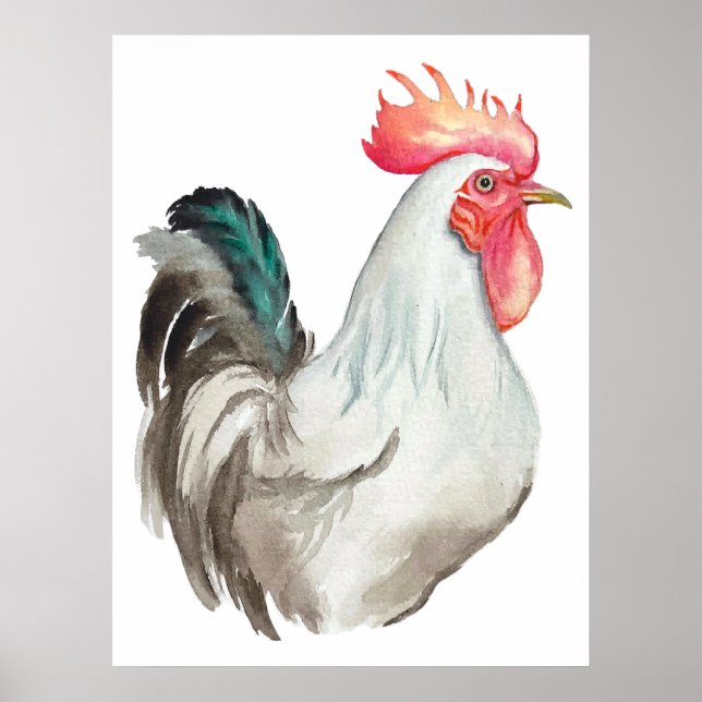 Poster Aquarelle dessinée à la main d'un coq (Devant)