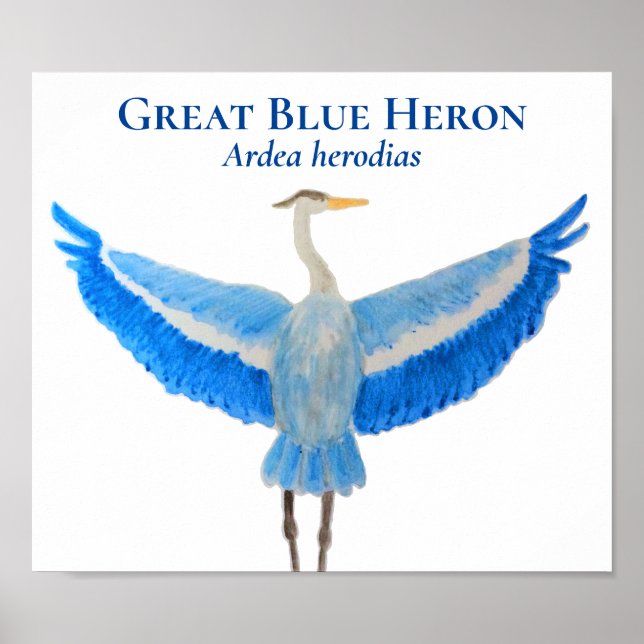 Poster Aquarelle d'oiseau scientifique Grand Héron bleu (Devant)