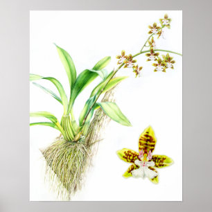 Poster Aquarelle d'orchidée de beaux-arts d'Oncidium