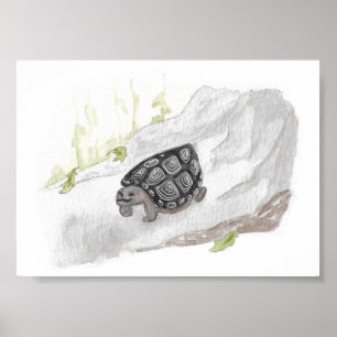 Poster Aquarelle Faune Nature Tortue des forêts