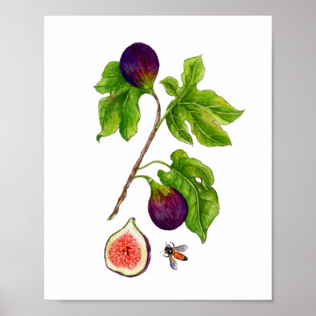 Poster Aquarelle Fig botanique style vintage (Devant)
