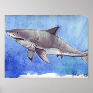 Poster Aquarelle Grand requin blanc