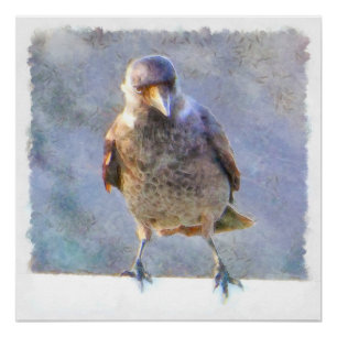 Poster Aquarelle Jackdaw