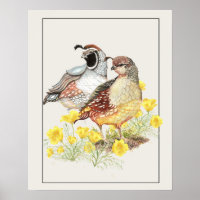 Aquarelle originale Californie Quail Homme & Femme