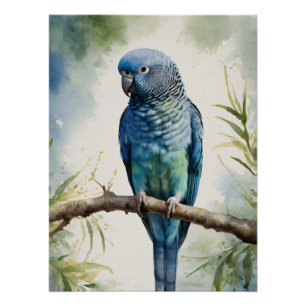 Poster Aquarelle Parakee bleu Eucalyptus Tree