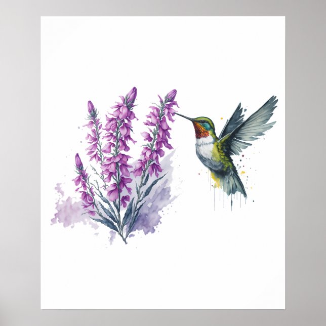 Poster Aquarelle Penstemon Flower and Hummingbird (Devant)