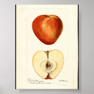 Poster Aquarelle pomologique Marshall Red 