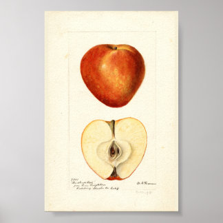 Poster Aquarelle pomologique page de scrapbook Marshall R